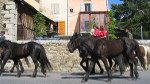 Crianza de caballos en Dorres